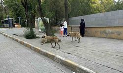 Kars'ta başıboş köpekler tehlike saçıyor