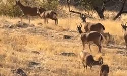 Koruma altında olan dağ keçileri sürü halinde görüldü