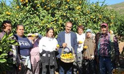 Satsuma hasadı için geri sayım başladı