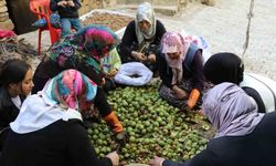 Sonbaharla birlikte ceviz hasadı başladı