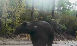 Yabani hayvanlar fotokapana yakalandı