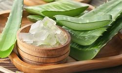 Aloe Vera bitkisinin faydaları nelerdir?