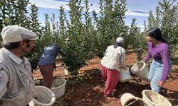 Elmada hasat dönemi başladı