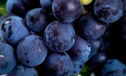 Kara Üzümün Çeşitli Faydaları: Kalpten Beyine Kadar Tüm Vücuda Şifa Dağıtan Vitamin ve Mineral Deposu