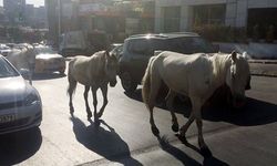 Başıboş atlar trafiği karıştırdı!