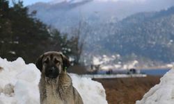 Abant Gölü, kendine hayran bıraktı