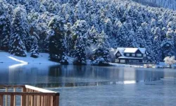 Bolu Gölcük Tabiat Parkı yolunda ağaçlar devrildi, trafik kısa süreliğine kapandı