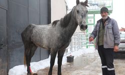 Erzurum’da “soğuktan dondu” sanılan atın ayağı kırık çıktı