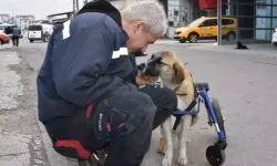 Sakatlanan köpeğini yaptığı yürüteçle hayata döndürdü