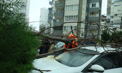 Şiddetli fırtına: Ağaç otomobillerin üzerine devrildi