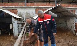 Jersey projesi ile süt üretimi ve hayvansal gelirler artış gösterdi