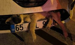 Otomobilin çarptığı köpek itfaiye tarafından kurtarıldı