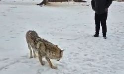 Yaralı kurt, gündüz vakti sanayi bölgesine indi