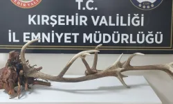 Kızıl geyik kafası satmaya çalışan şüpheli yakalandı