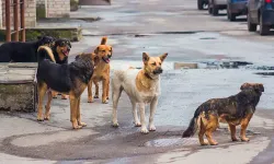 Köpek saldırısına uğrayan çocuğun bacağı kırıldı