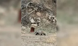 Nesli tükenme tehdidi altında olan porsuk görüldü