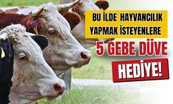 Hayvancılık yapmak isteyenlere 5 gebe düve desteği