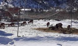 Antalya'nın Değirmenlik Mahallesi'nde yaban keçileri mahalleye indi