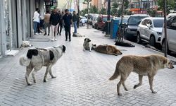 Yüksekovalılardan başıboş köpekler için çağrı