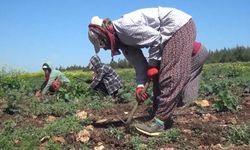 Tarım işçilerinin günlük yevmiye fiyatları belirlendi