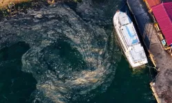 Marmara Denizi'nde kabus geri döndü! Tedirginlik artıyor!