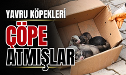 Edirne'de barınak skandalı: Köpek yavrularını çöpe atmışlar