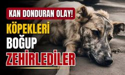 Sokak köpeklerini hem boğdular hem de zehirlediler