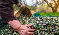 Türkiye'nin zeytin üretimi, geçen yıl rekor seviyeyi gördü