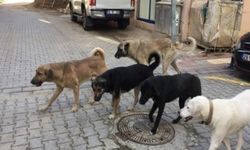 Sokak köpeklerinden kaçmaya çalışan çocuk, yaralandı