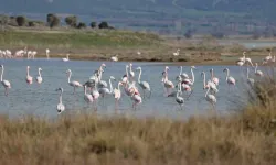 O bölgede 51 farklı türden kuş gözlemlendi