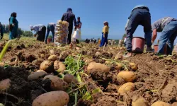 Patates ihracatı 15 kat yükseldi