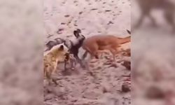 Vahşi doğanın acımasız yüzü: Afrika yaban köpekleri hamile antilobu avladı