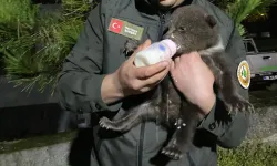 Karabük'te bulunan 1,5 aylık ayı yavrusu koruma altına alındı