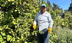 Limon bahçede 15 TL’den alıcı buluyor