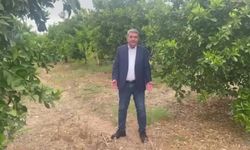 CHP'li Gökçel’den limon ihracatı yasağına tepki