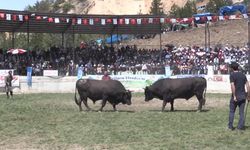 Yusufeli Derekapı Boğa Güreşleri'ni binlerce kişi izledi 