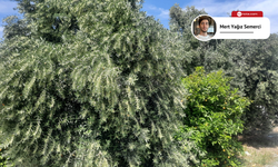Mersin’de zeytin ağaçları çiçek açtı