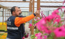 Çasera'da üretilen yazlık çiçekler, Çankaya'yı süsleyecek