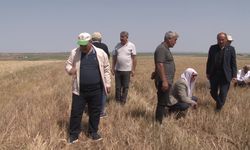 Güney Doğu’da kuraklık… TZOB Başkanı Bayraktar: “Yüzde 100'lere varan kuru alanda zarar söz konusu”