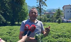 Hopa -Kemalpaşa Ziraat Odası Başkanı Muti: “Yaş çay taban fiyatının 35 lira artı 5 lira destekleme primi olarak belirlenmesini talep ediyoruz”