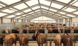 İBB’den Kurban Bayramı için 4 modern tesis... Kurbanlıklar 22 Mayıs’tan itibaren İstanbul’da olacak