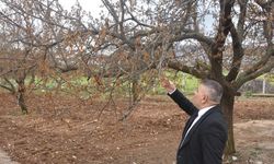 MTSO Başkanı Sadıkoğlu'ndan 'zirai don' uyarısı: “İşsizlik artacak, esnaf iflas edecek”