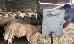 Osmaniye Damızlık Koyun Keçi Yetiştiricileri Birliği, bu yıl kurbanlık fiyatlarını açıklamama kararı aldı
