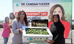 Tekirdağ Büyükşehir Belediyesi'nden üreticilere fide desteği 