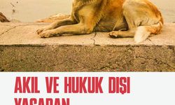 TİP Hayvan Hakları Komisyonu: "Birilerinin cebi dolacak diye Anayasa'da tanınmış yaşam hakkının ihlal edilmesi ileride kitlesel ihlallerin de önünü açacak"