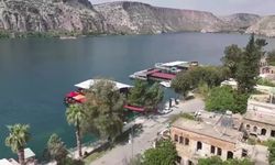 Türkiye'de sadece Halfeti'de yetişen karagül çiçeğinin hasadı başladı 