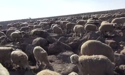 Viranşehir’de GES tepkisi: “Mera alanları yok edildi, hayvancılık bitme noktasında”