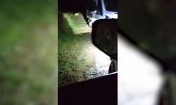 Yağlıdere Belediyesi'nin aracı 40'a yakın sokak hayvanını gece yarısı ormana bırakırken görüntülendi