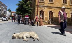 Yozgat’ta sokak hayvanları, veterinerlik fakültesi tarafından kısırlaştırılacak