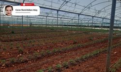 Domates seracılığı geçim kapısı oldu